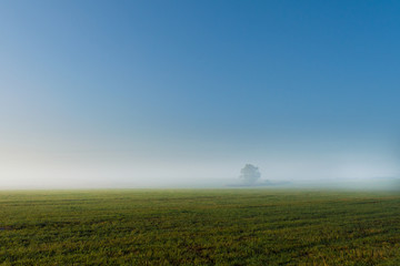 Fototapeta na wymiar a lone tree in the fog at dawn