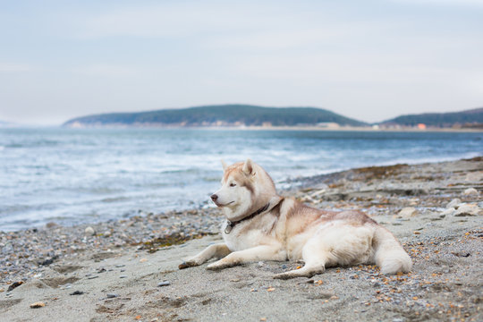 Image of lying Beige and white Siberian Husky dog on the pebble beach on the sea background