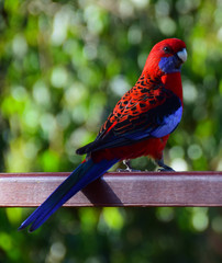 Crimson Rosella on timber handrail with green bokeh background, Marysville, Victoria, Australia