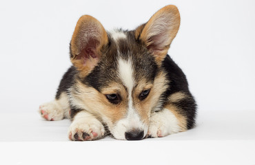 breed Welsh Corgi puppy looks