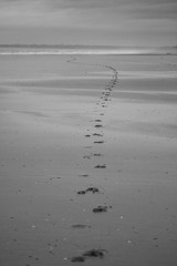 trace de pate de chien sur sable