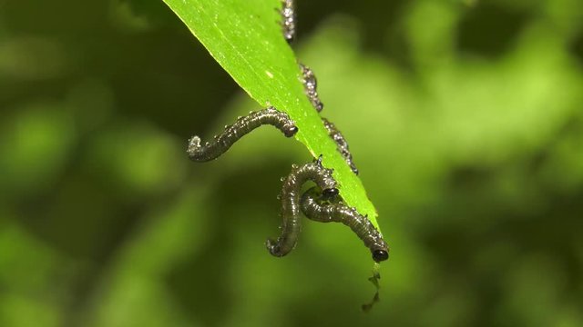 Caterpillars of birch leafminer on birch leaf.
