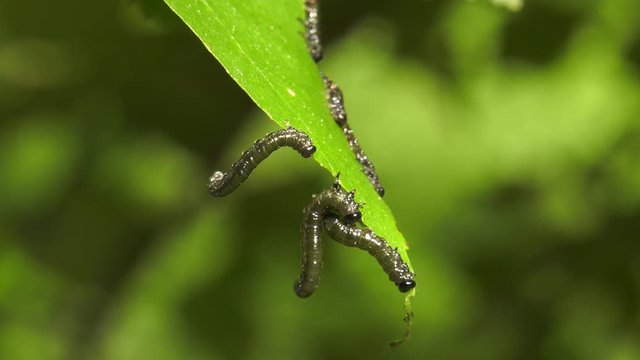 Caterpillars of birch leafminer on birch leaf.