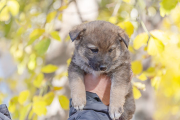 mongrel puppy taken from a shelter on male hands