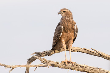 Juvenile pale chanting goshawk in the Kgalagadi Transfrontier park