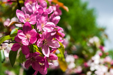 flowering spring branch