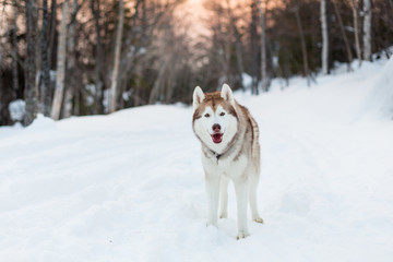 Portrait of standing siberian Husky dog on the snow in winter forest at sunset.