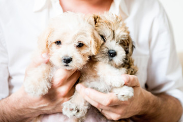 Two Puppies being Held Cute Adorable Pet Lover Hands