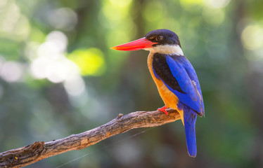 Black-capped Kingfisher (Halcyon pileata)