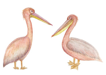 Watercolor painting two Pink pelicans isolated on white background