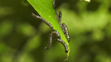 Caterpillars of birch leafminer on birch leaf.