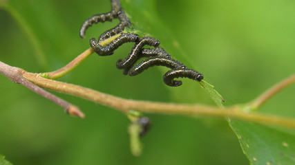 Caterpillars of birch leafminer on birch leaf.
