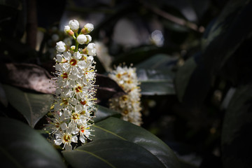 Prunus Laurocerasus