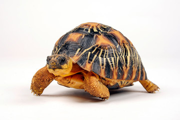 Strahlenschildkröte (Astrochelys radiata) - Radiated tortoise