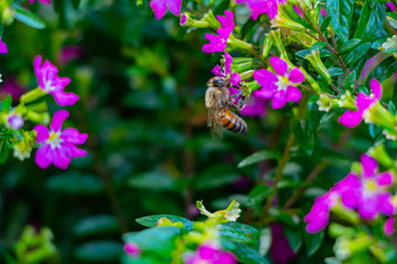 abeja en flor 