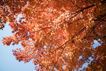 Colorfull Autumn
