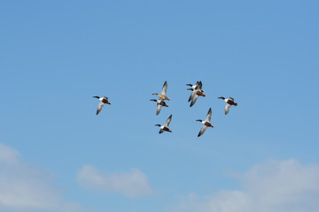 Flight of Northern Shoveler Ducks in a Clear Sky with White Puffy Clouds