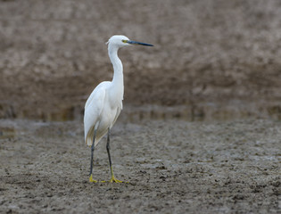 Little Egret Standing on Dry Pond , Closeup Portrait