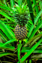 Wild pineapple Sri Lanka