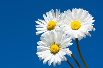 three daisies on a sky background