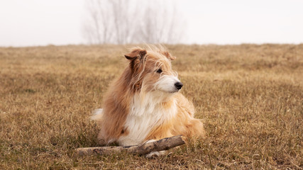 Fototapeta na wymiar Schöner blonder Hund liegend im Gras herbstlich