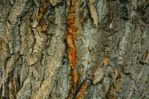 Nature Trees Bark Close Up Of A Tree Bark Background