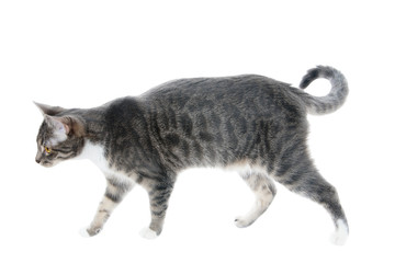 silver grey tabby cat on the prowl, isolated on white background