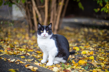 Cat is sitting on the street. Yellow leaves in autumn