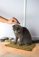 female hand caresses gray scottish fold cat with golden eyes on a white, peach background