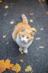 Red cat at the street in autumn. Fall background © A_Skorobogatova