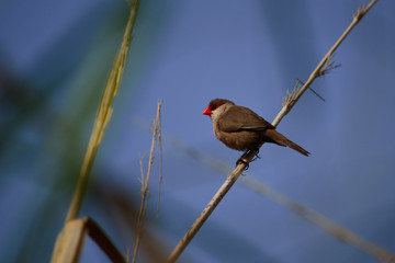 Estrilda astrild, small bird of red beak on stem of reed and blue background