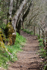 sentier dans la nature