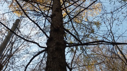 Russia, Moscow, Sokolniki Park, tree trunk