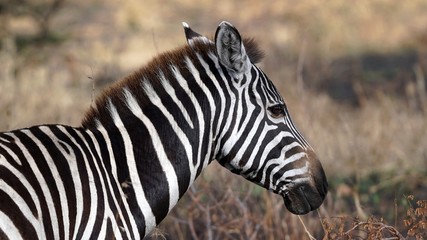 Fototapeta na wymiar zebre, Serengeti park, Tanzanie