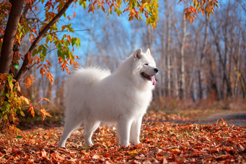 White dog breed Samoyed stands in a beautiful autumn forest.The concept of beauty and harmony.