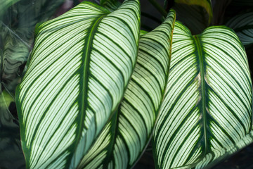 Green plant in the garden. Fresh green and white leaf background (Dieffenbachia).
