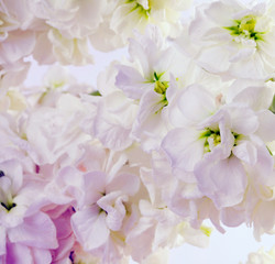 Flower white bouquet background.
