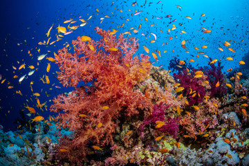 Naklejka na ściany i meble Bunte Korallen an einem Korallenriff im Roten Meer, Ägypten