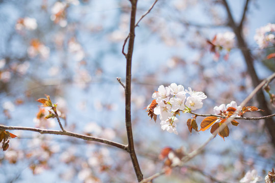Cherry or japanese sakura blossom in spring, Sakura flowers on blue sky Background
