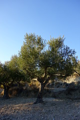 Alter Olivenbaum im Sonnenuntergnag