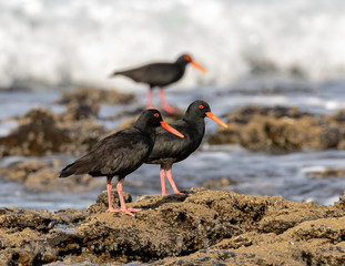 Three African black oystercatchers feeding on the rocks