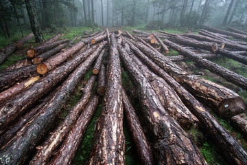 Firewood logs in a misty forest