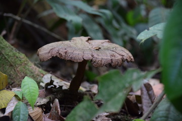 Naturaleza Ecuatoriana y Plantas