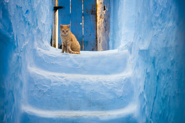 Curious cat in front of blue stairs in Chefchaouen, Morocco