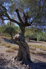 Alter Olivenbaum 