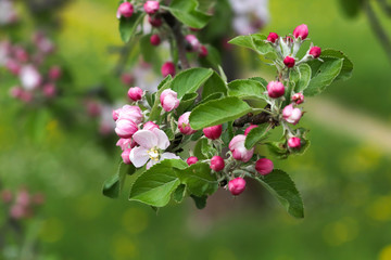Apfelblüten_Apfelblüte_mit Spinnenwebe_apple blossom