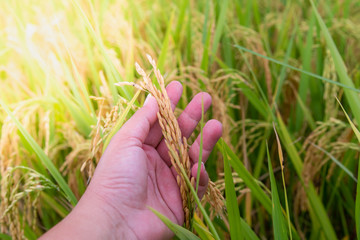 The hands of the farmer are holding a golden rice, It is close to the harvest, to rice field...