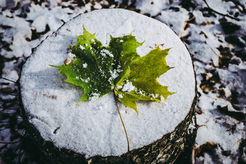 Maple leaf on a snowy stump