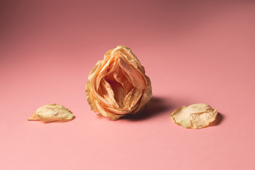 The concept of low libido. Wilted rose on pastel background - obrazy, fototapety, plakaty