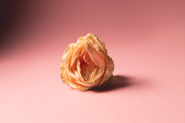 The concept of low libido. Wilted rose on pastel background - obrazy, fototapety, plakaty